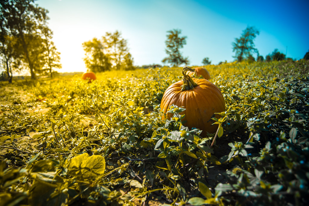  The Great Pumpkin Patch in Hayden, AL Devin Andrew Buenger Flickr