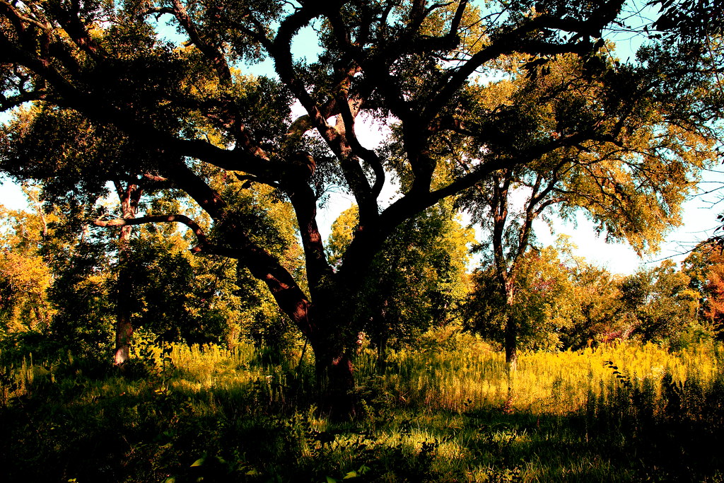 Old Oak Seen in Alvin, Texas. Noel Hankamer Flickr