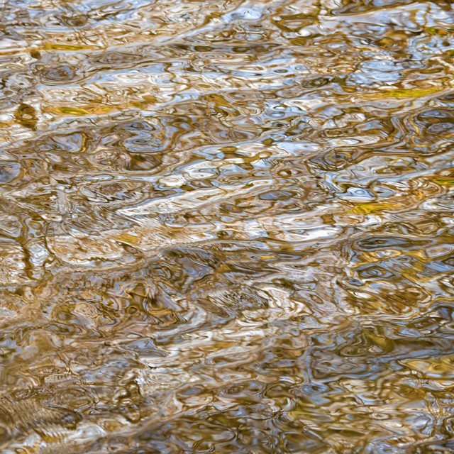 13/365 Golden Swirls Steam Mills Lake, Forest of Dean. The… Flickr