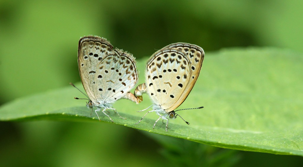 Pale Grass Blue butterfly Pseudozizeeria maha Kollar Flickr