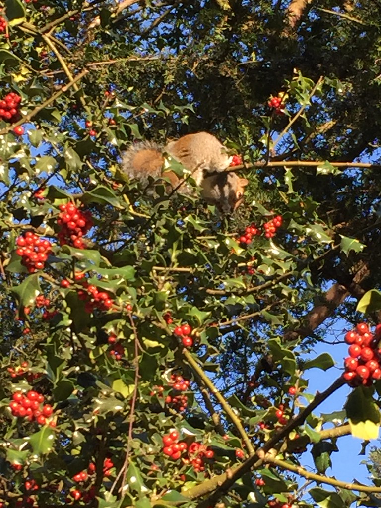 A Squirrel eating Holly Berries Chiswick House and Garden… Flickr