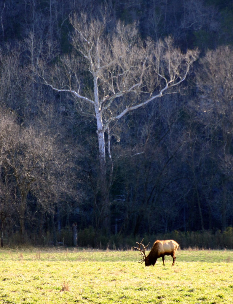 Boxley Valley Elk and River Sycamore Northwest Arkansas Flickr