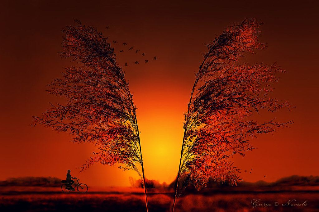 Double Reed at Sunset two reeds lightened by the late suns… Flickr