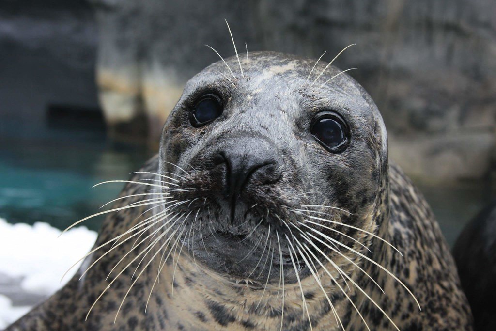 Squeegee The National Zoo’s 31yearold male harbor seal, … Flickr