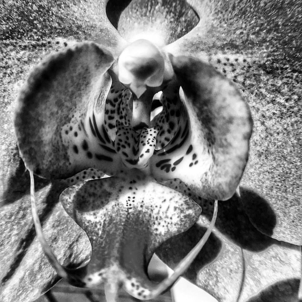 Primer pla. Closeup. igersbnw bn bnw bnw_… Flickr