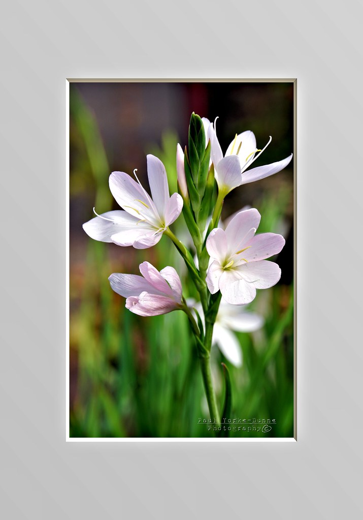 Flower anoneii Knightshayes House, Tiverton Paul YorkeDunne Flickr