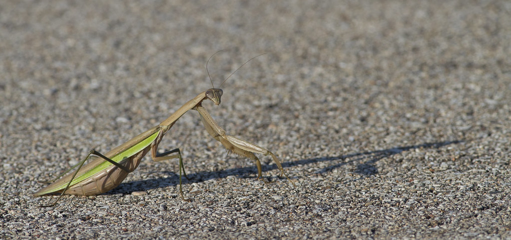 A Prayer For The Dying This praying mantis was casting a r… Flickr