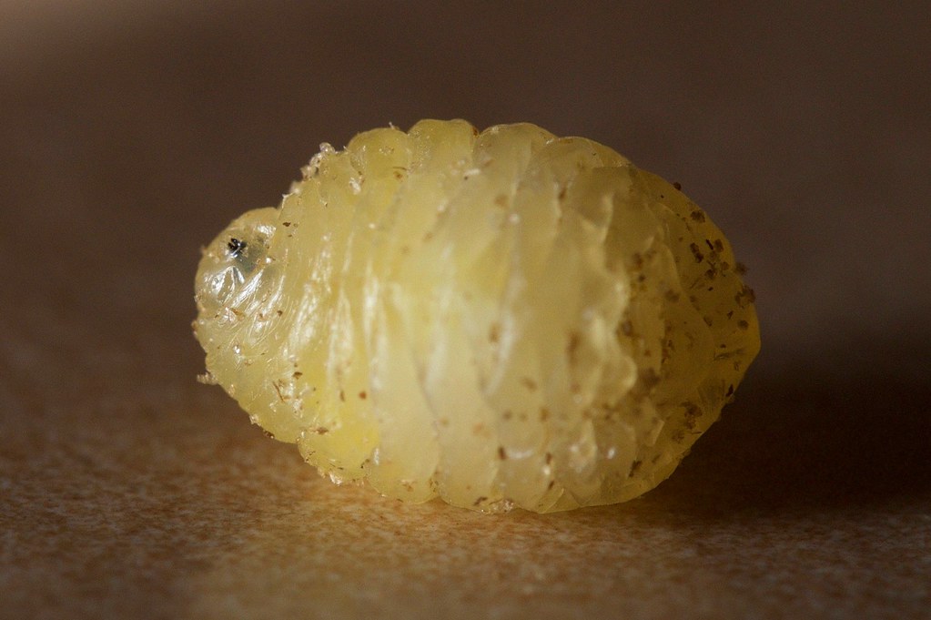 Eurosta solidaginis Goldenrod Gall Fly, larva St Olaf Natu… Flickr