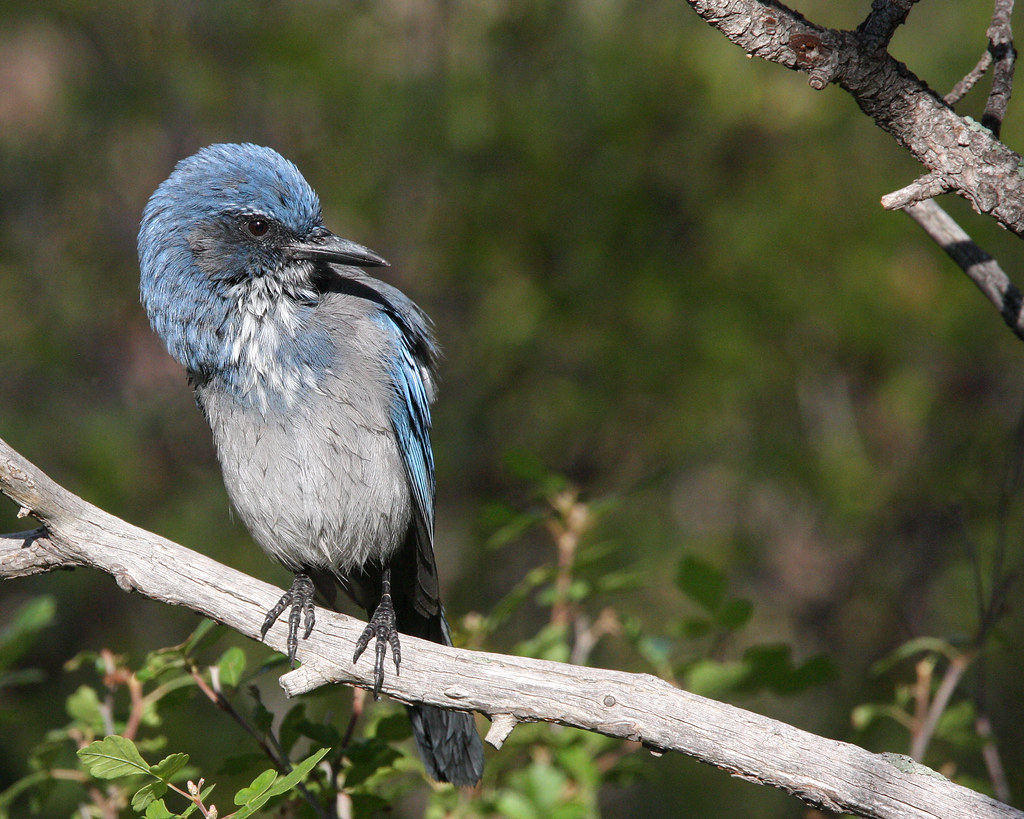 Scrub Jay 3455 Frank Kocsis Jr Flickr