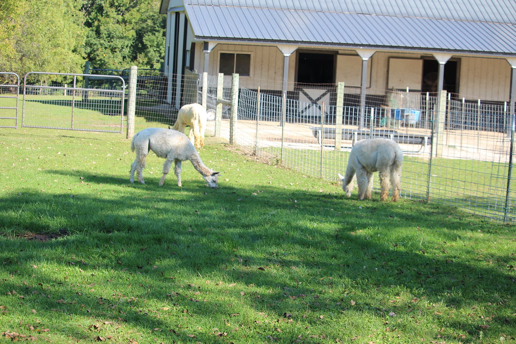 Waldron Grove Alpaca Farm Days j.miner Flickr