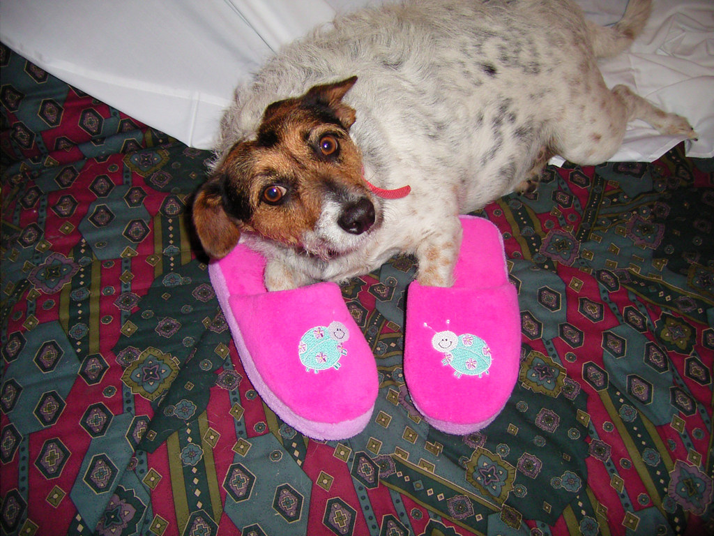 Dogs wearing shoes Chuck has started a doggy fashion craze… Nikita