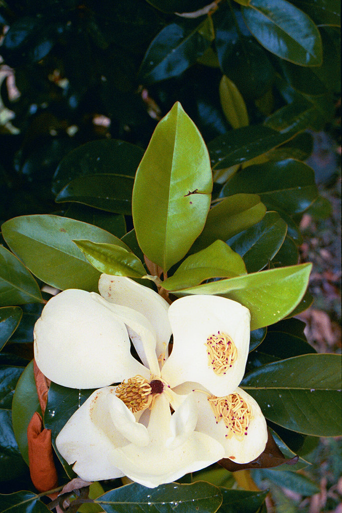 Magnolia Magnolia's were in full bloom in Savannah. Tania Gail Flickr