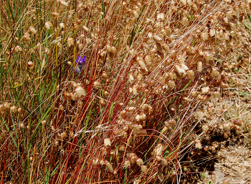 California Grass Best viewed large. JJZ Flickr