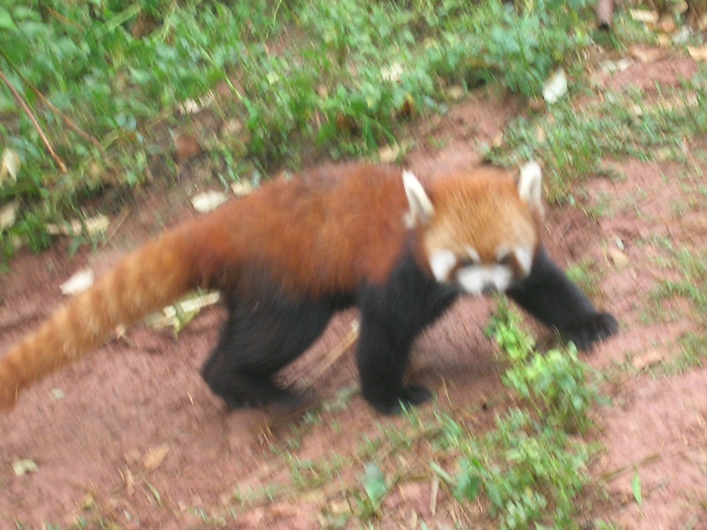 DSCN2281 red pandas Matthew Hartzell Flickr