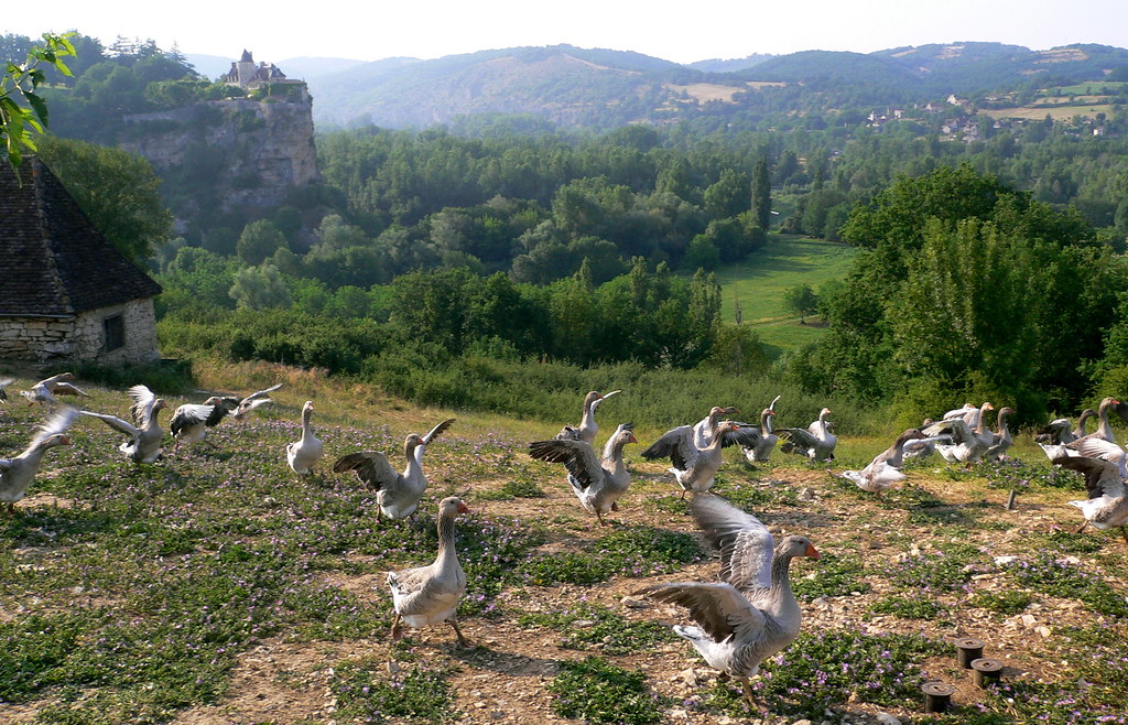 Foie Gras Uprising more than miffed.... now getting really… Steve