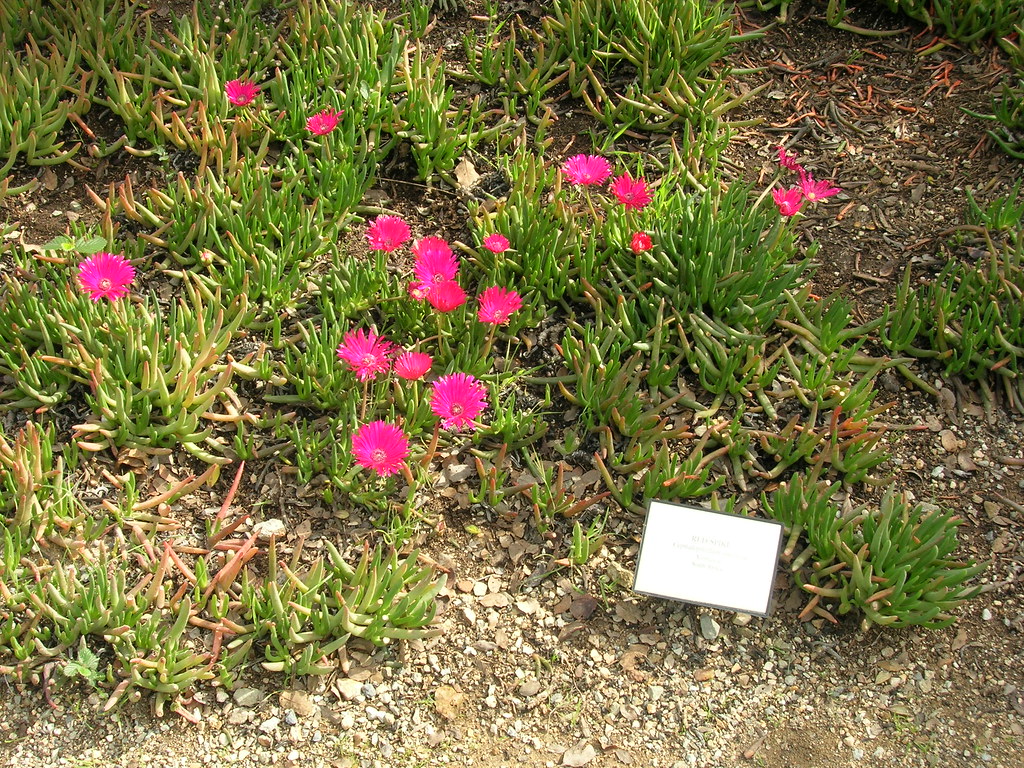 Cephalophyllum alstonii Red Spike Ice Plant Cephalophyllum… Flickr