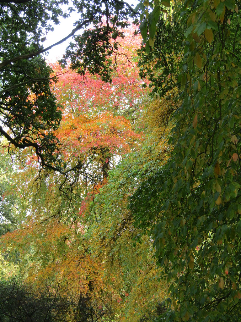 Autumn colour (Nyssa) A sunny late autumn day at Sheffield… Flickr