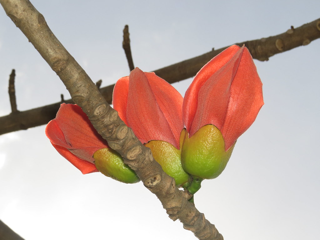 malabulak (red silk cotton tree) Folkloric Roots used fo… Flickr