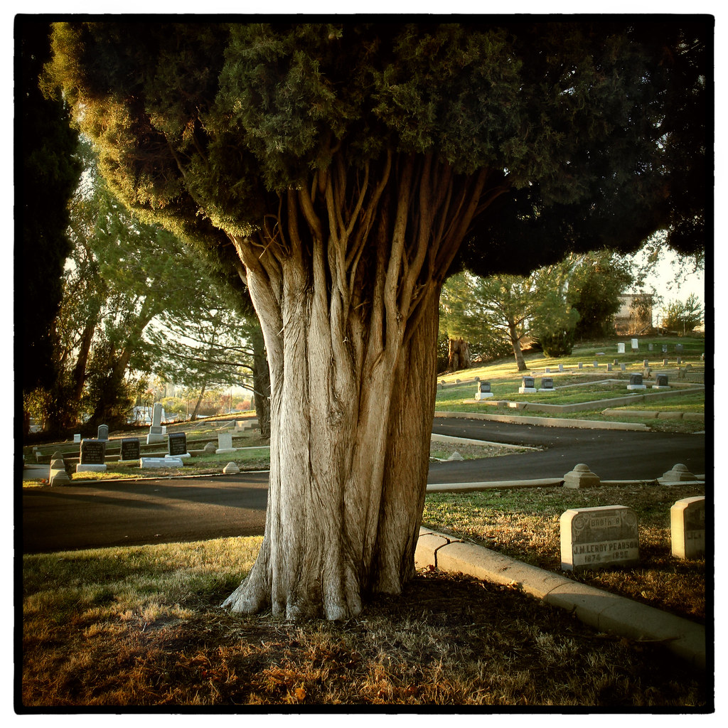 Old tree Vacaville, CA USA lstarner (Lynn) Flickr