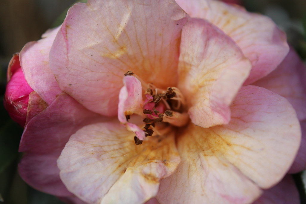 Flowers Hannah Mason Flickr