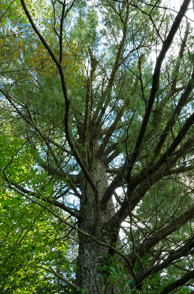 Tall Trees Tomahawk River Pines Wisconsin State Natural Ar… Flickr