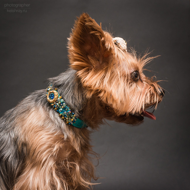 Handmade collar yorkshire terrier Фотосессия авторских о… Flickr