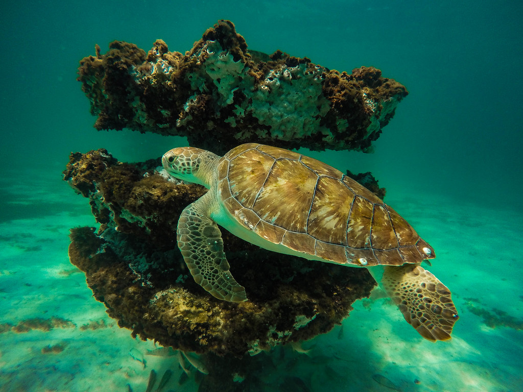 Green turtle at artifical reef Researchers continue to lea… Flickr