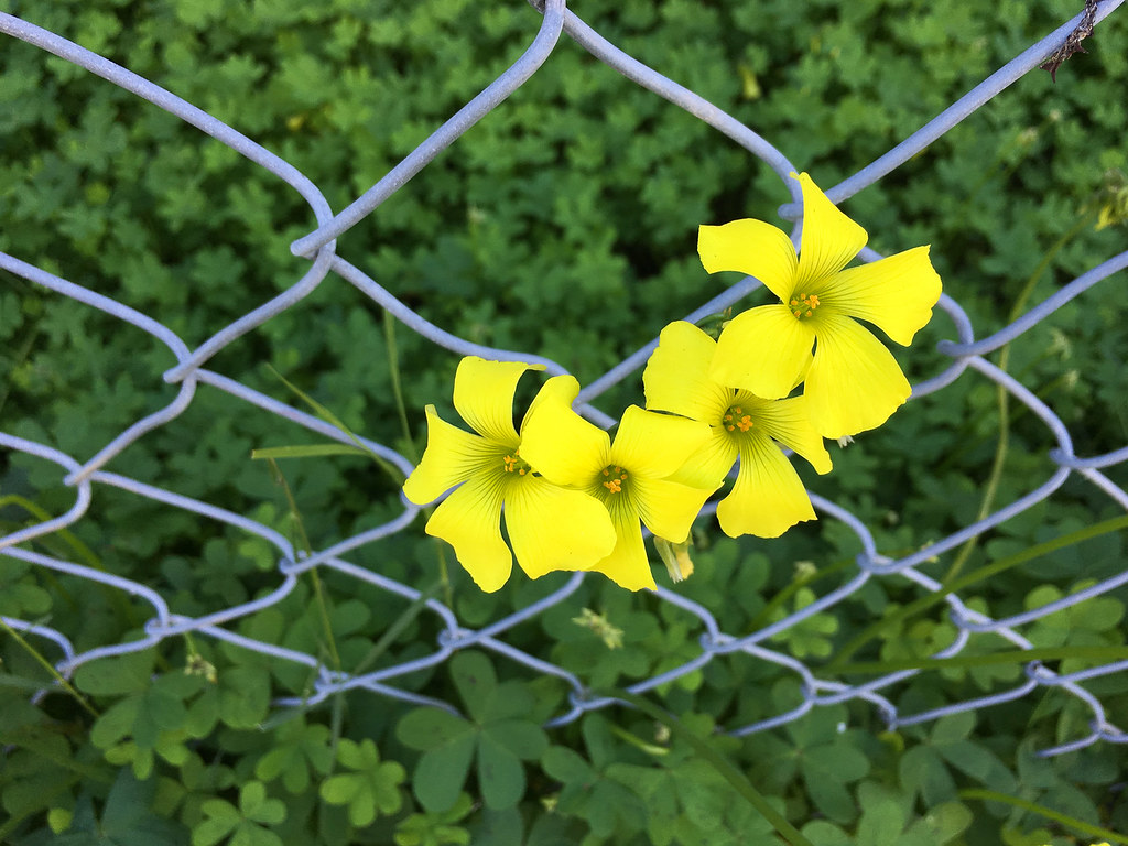 Flower Quartet 20170128 Yellow flowers spring up around … Flickr