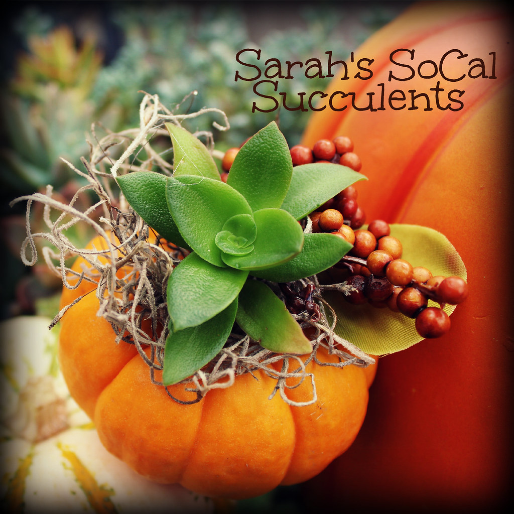 Perfect PlaceCard Holder Some beautiful pumpkin succulent… Flickr