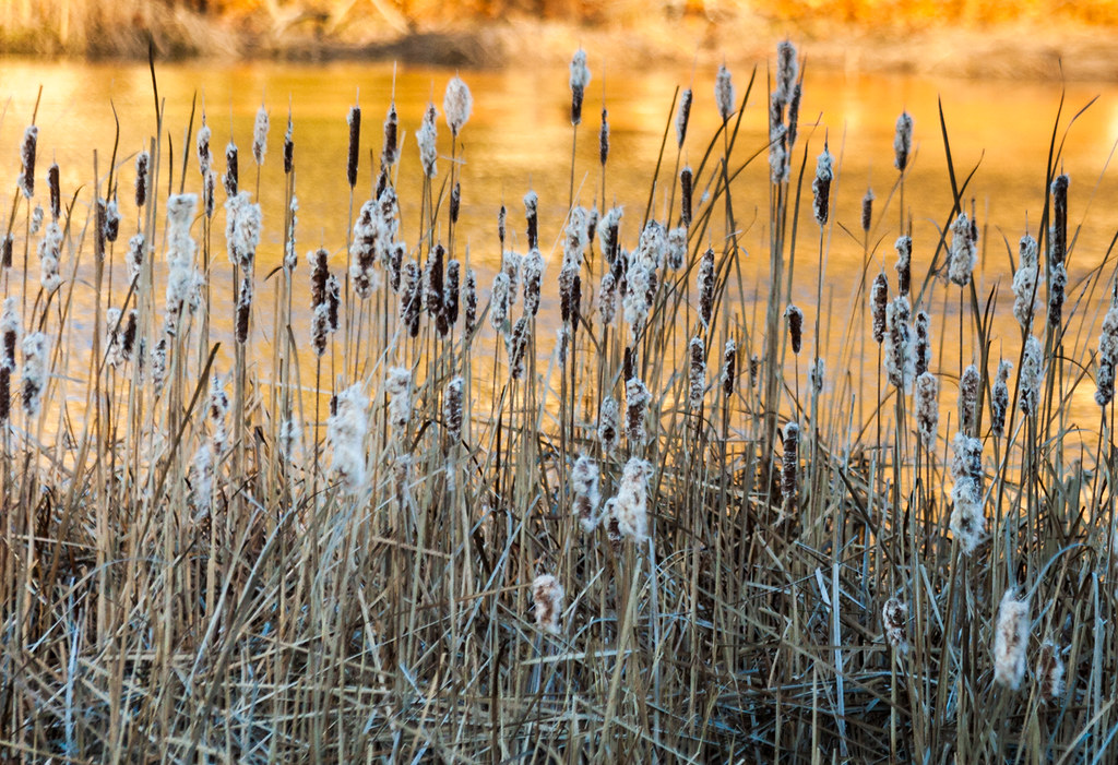 Cattails I took this photo this morning along the Muddy Ri… Flickr