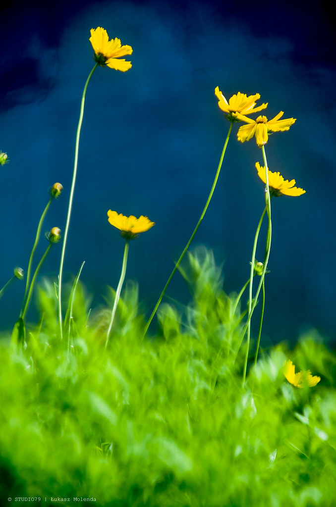 FLowers Lukas DeMol zEnda Flickr