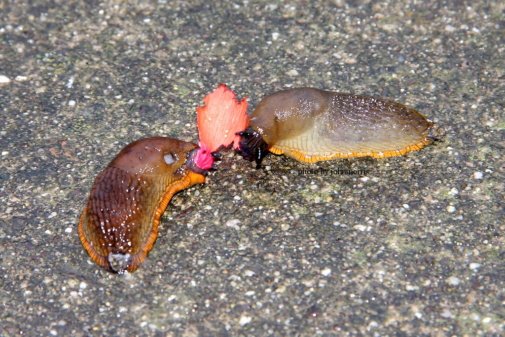 Slug o' War Two slugs battling it out to eat a flower peta… John