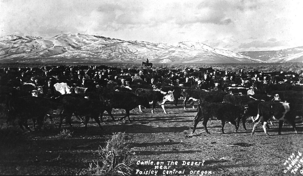 No 909 Cattle on the Desert near Paisley, Central Oregon … Flickr