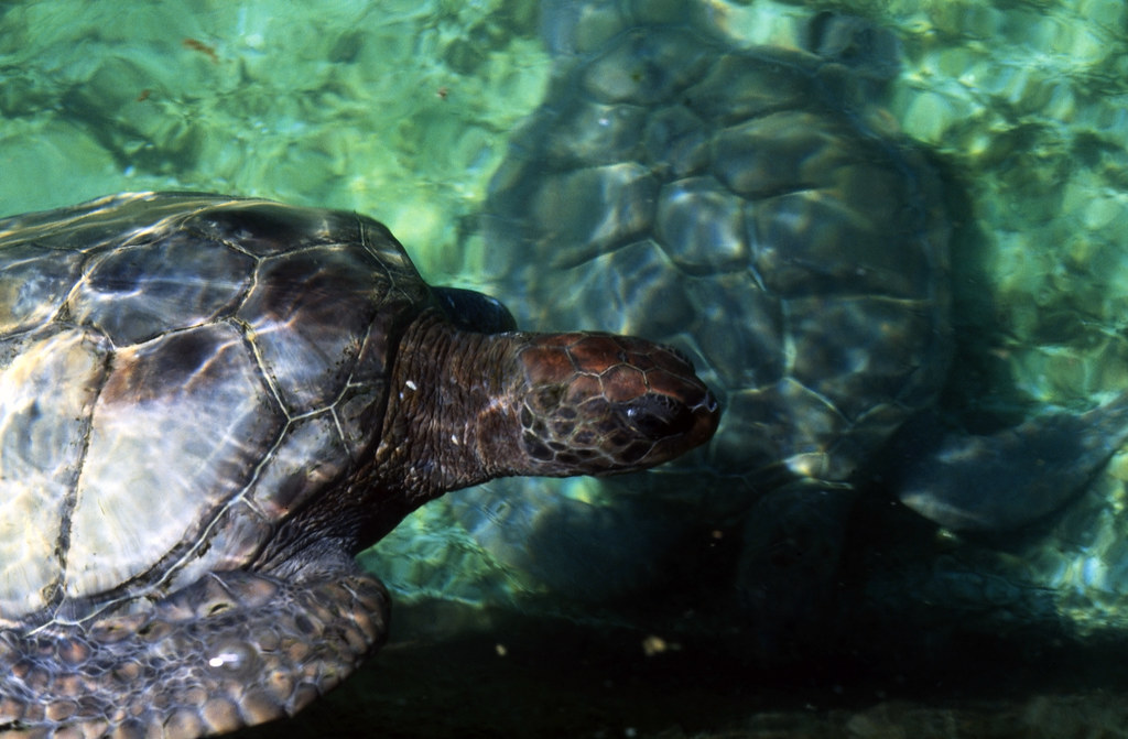 Bahamas 1988 (142) New Providence Coral World, Nassau Flickr