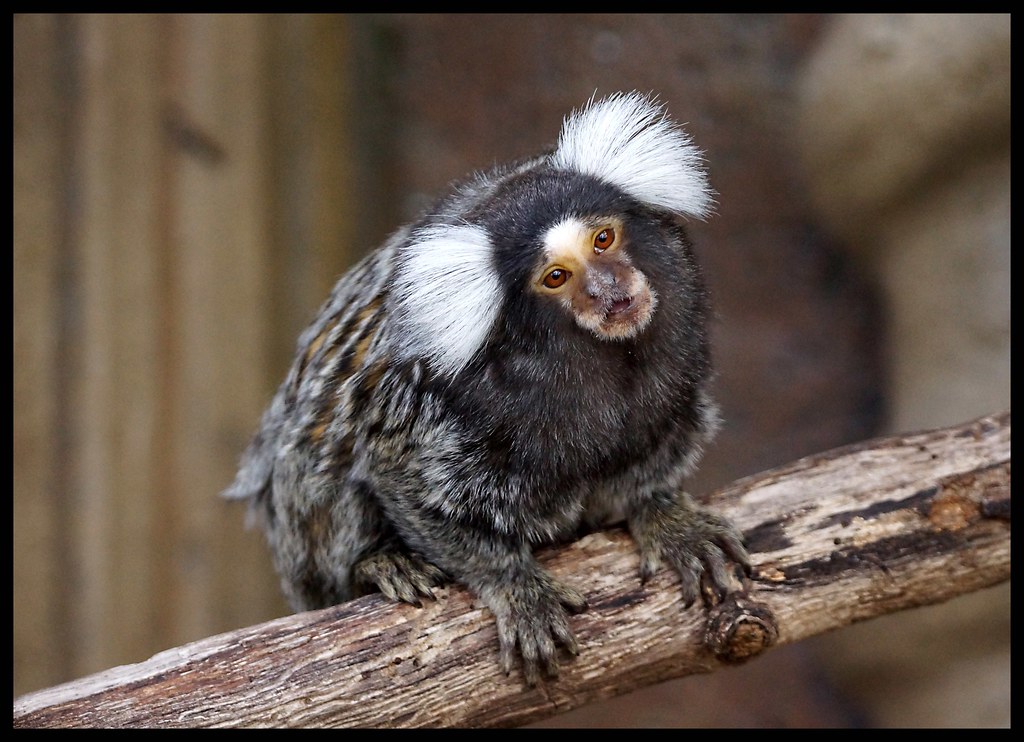 Common Marmoset Marmosets love to play and in these shots … Flickr