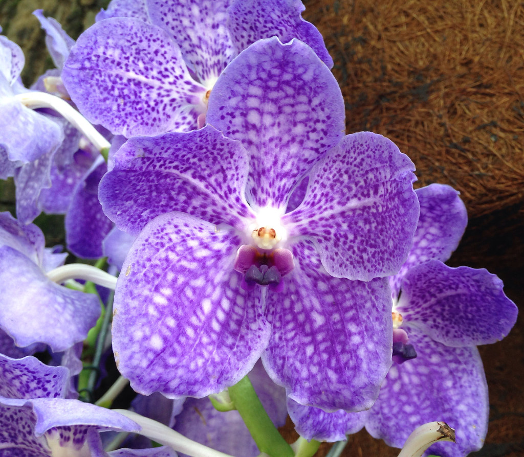 Vanda 'Sansai Blue' at Barraca das Flores (flower shop) in São Paulo