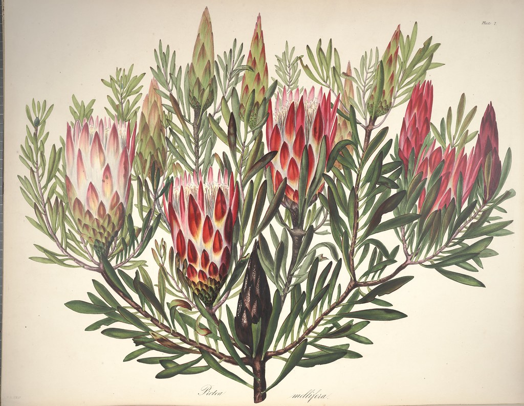 Sugarbush. One of the easiest proteas to grow. Native to S… Flickr