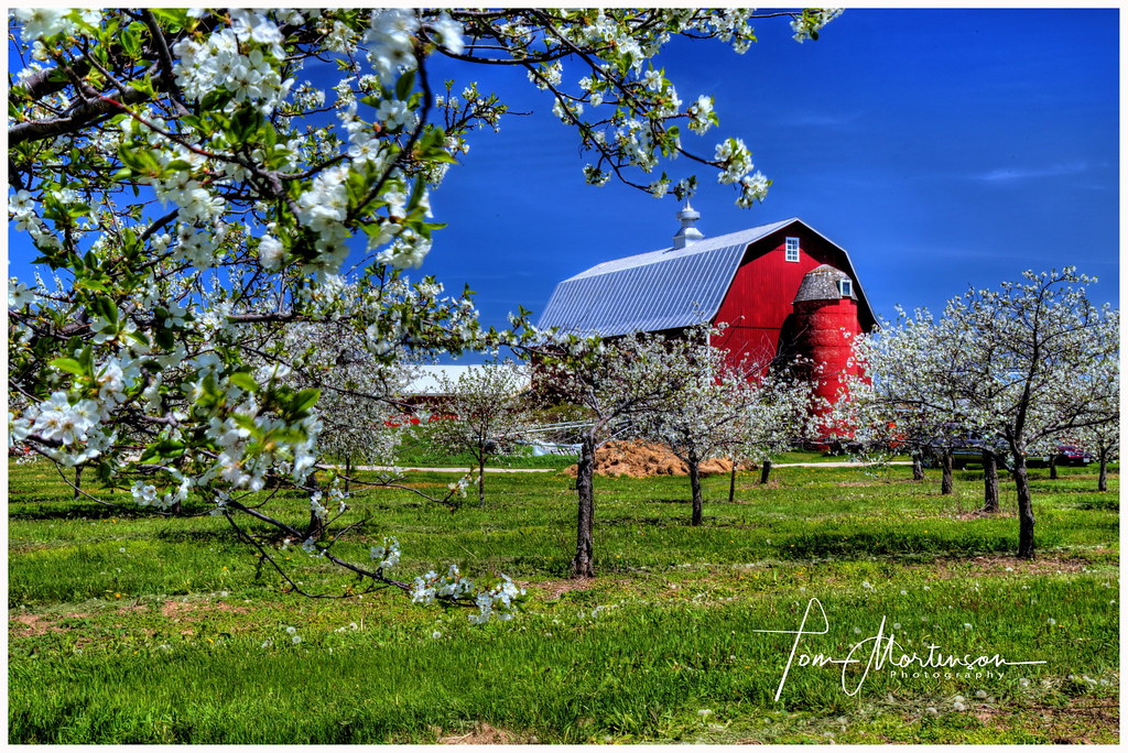Cherry Blossom Trees In Wisconsin Wild Cherry Tree Door County Pulse