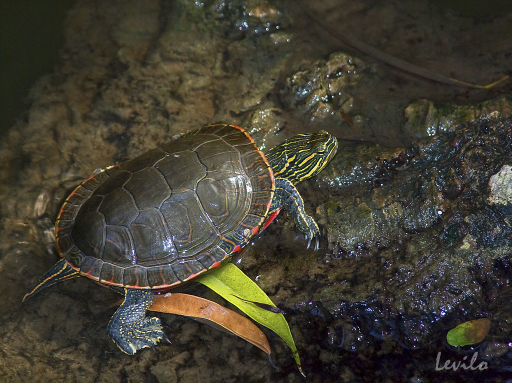Tortuga Las tortugas (Testudines) son reptiles caracteriza… Flickr