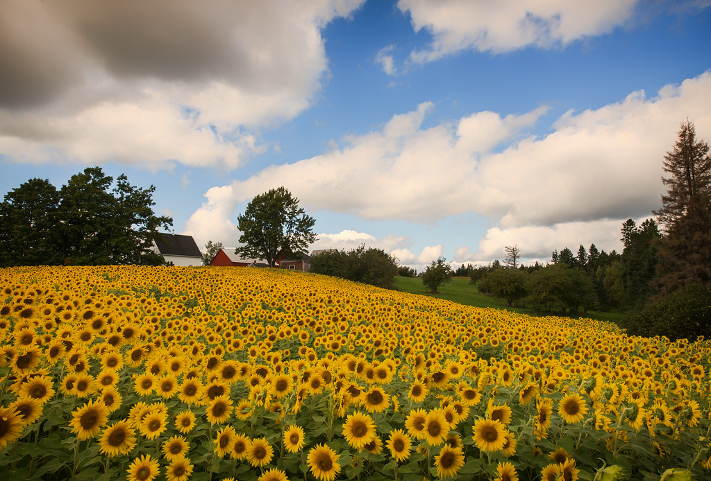 Sunflower Fields Forever. Moncton, New Brunswick, Canada. Flickr