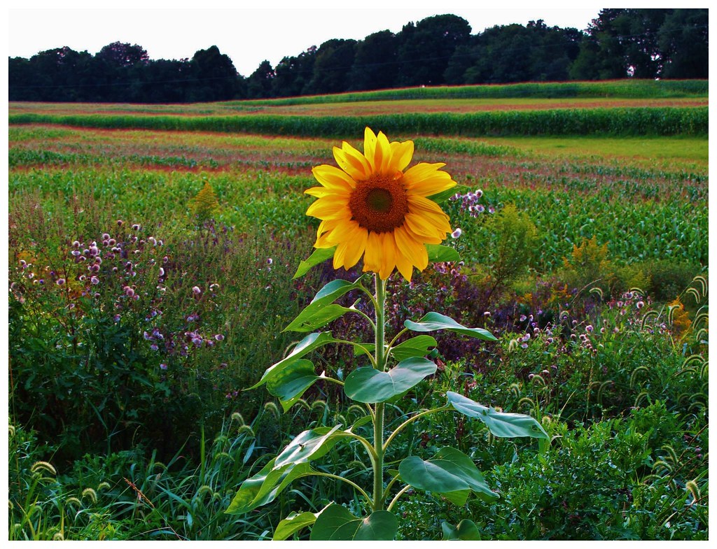 Pennsylvania Countryside Dayton, PA Jim Hoover Flickr