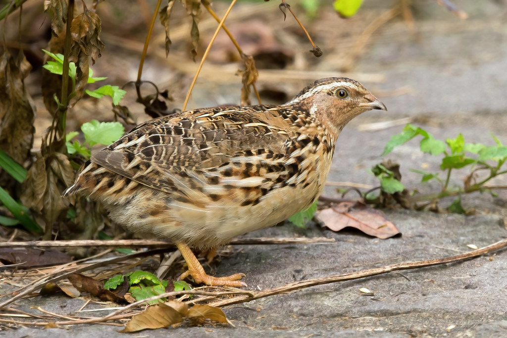 Japanese Quail (Coturnix japonica) Japanese Quail (Coturni… Flickr
