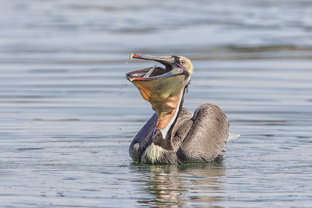 An old pelican? Brown Pelican, Pelecanus occidentalis. Alt… Flickr