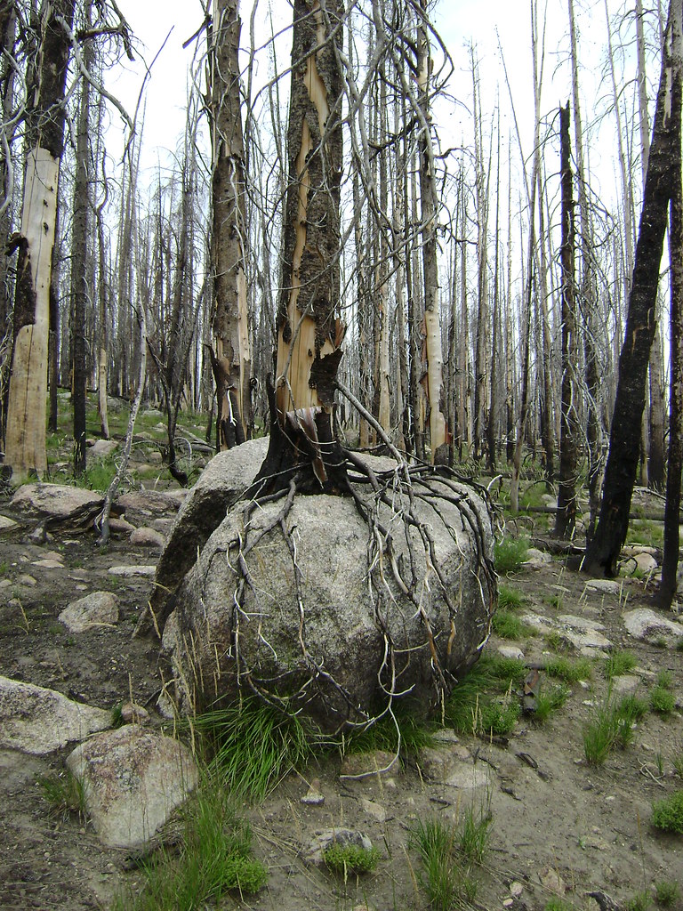 Knothole.Knews Flickr