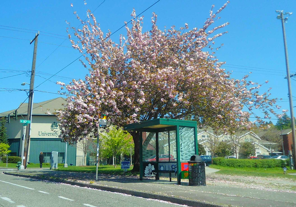 Spring time trees blooming in Seattle near University Prep… Flickr