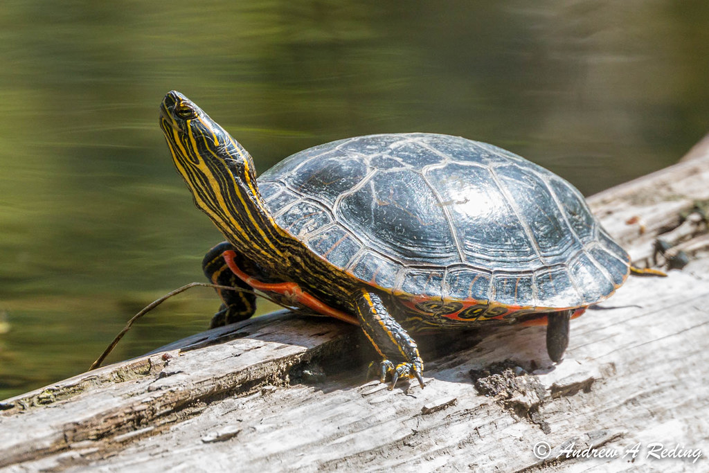 western painted turtle sunning on log in stream The red pl… Flickr