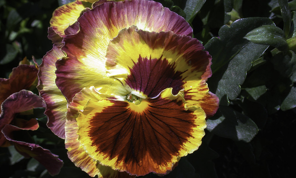 All sizes Pansy Flower C9542215DSCN6426_16190 Flickr Photo