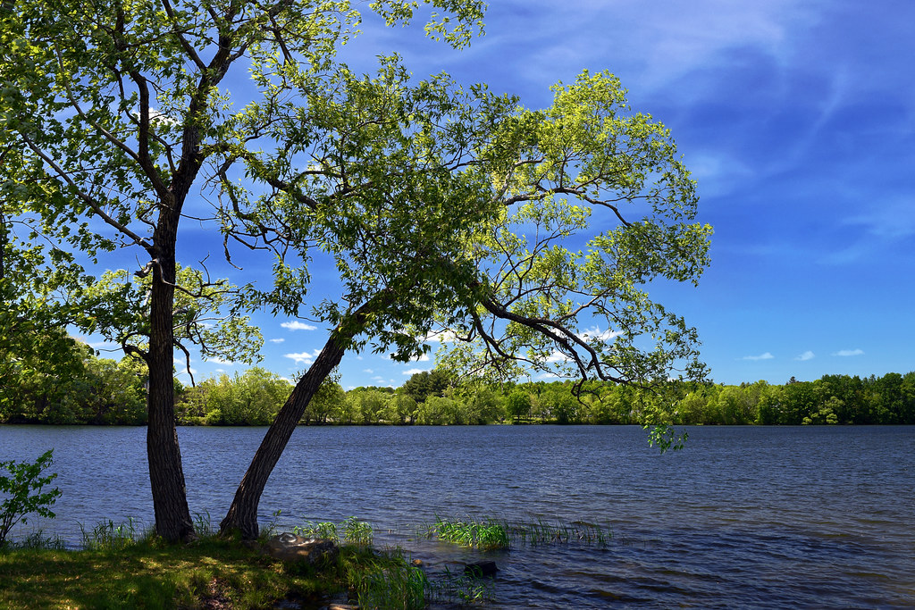 Tree Over Sebasticook Sebasticook Lake in Newport, Maine. Flickr