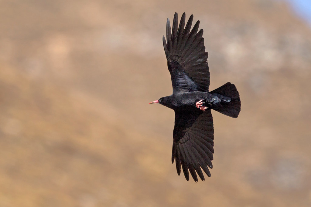 Redbilled Chough (Pyrrhocorax pyrrhocorax) Redbilled Cho… Flickr