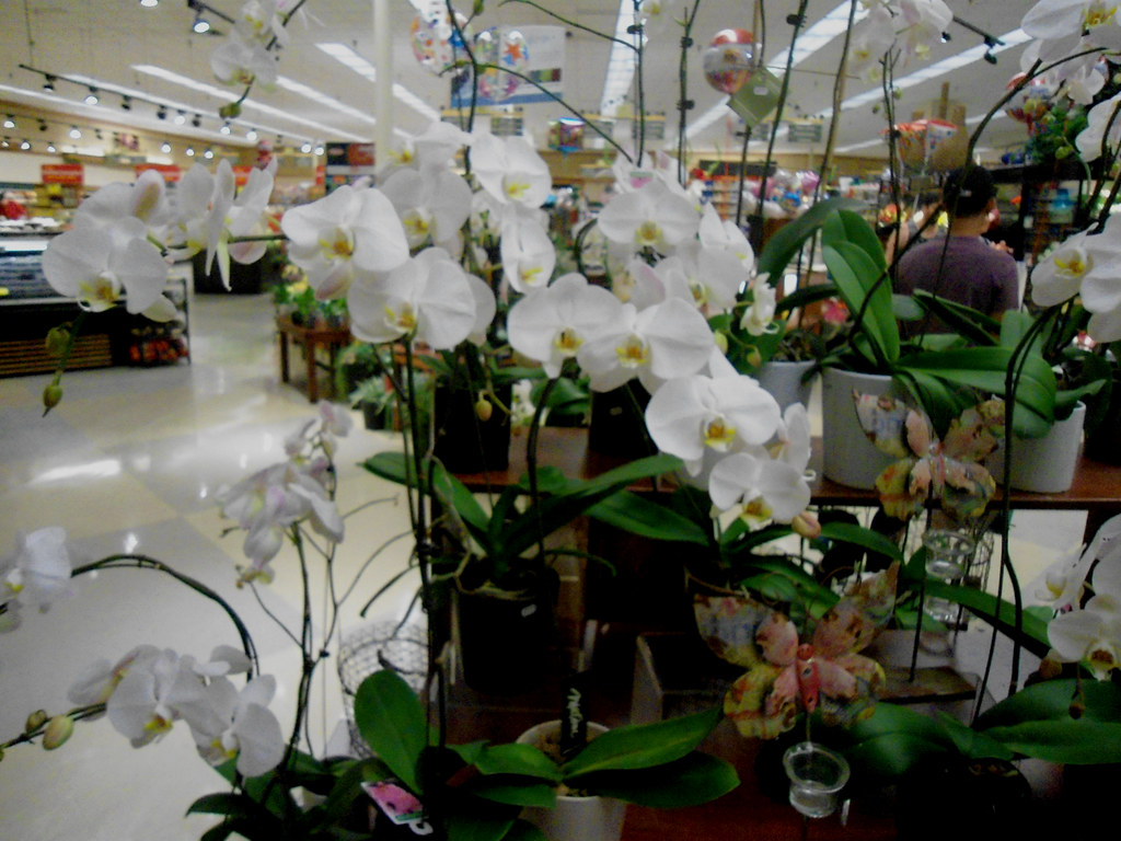 Ralphs Market orchids and flowers in Palm Springs, CA Flickr